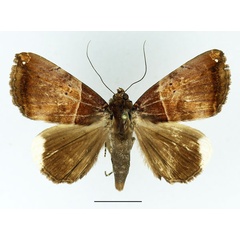 /filer/webapps/moths/media/images/L/leucopera_Achaea_A_Basquin.jpg