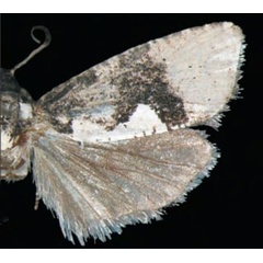 /filer/webapps/moths/media/images/N/niphadonta_Dracontogena_AM_Trematerra.jpg