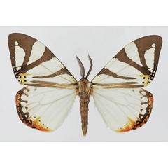 /filer/webapps/moths/media/images/A/aino_Otroeda_AM_Basquina.jpg