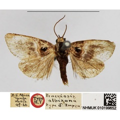 /filer/webapps/moths/media/images/A/albizona_Procriosis_HT_NHMUK.jpg