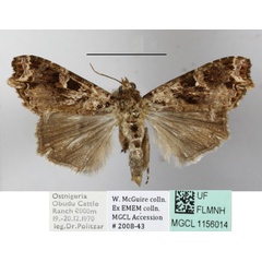/filer/webapps/moths/media/images/N/nigeriensis_Callopistria_A_MGCL_01.JPG