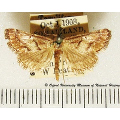 /filer/webapps/moths/media/images/N/nigricinctalis_Zitha_A_OUMNH_02.jpg