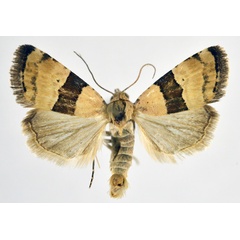 /filer/webapps/moths/media/images/M/mesozona_Pseudozarba_AM_NHMO.jpg