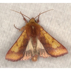 /filer/webapps/moths/media/images/X/xanthiata_Heliothis_AM_Heyns_04.jpg