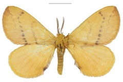 Stenoglene lucindae