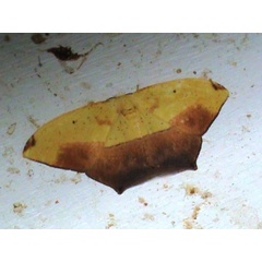 /filer/webapps/moths/media/images/A/ansorgei_Epigynopteryx_A_Guyonnet.jpg