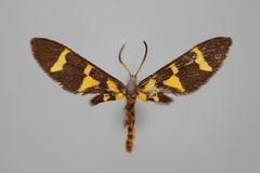 Pseudonaclia bifasciata