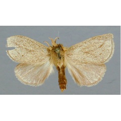 /filer/webapps/moths/media/images/D/distincta_Afropydna_PT_RMCA.jpg