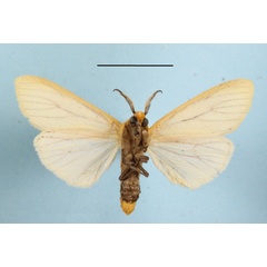 /filer/webapps/moths/media/images/K/karschi_Spilosoma_AM_MGCLb_01.JPG