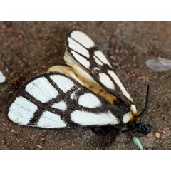 /filer/webapps/moths/media/images/R/reticulata_Anaphe_A_Voaden.jpg