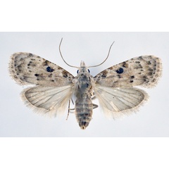 /filer/webapps/moths/media/images/O/omphalota_Nola_AF_NHMO.jpg