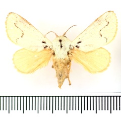 /filer/webapps/moths/media/images/P/pallida_Parasa_AM_BMNH_01.jpg