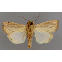 /filer/webapps/moths/media/images/P/punctulata_Leucania_A_RMCA_02.jpg