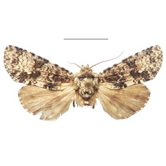 /filer/webapps/moths/media/images/P/politzari_Corniculonycta_HT_NMK.jpg