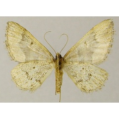 /filer/webapps/moths/media/images/B/bambusarum_Mimoclystia_HT_ZSMb.jpg