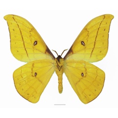 /filer/webapps/moths/media/images/G/genoviefae_Tagoropsis_AM_Basquin_02b.jpg