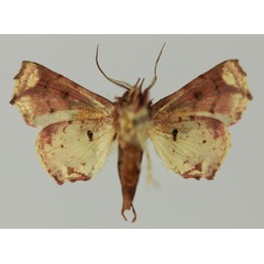 /filer/webapps/moths/media/images/S/snelleni_Eutelia_AM_MNHNb.jpg