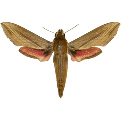 /filer/webapps/moths/media/images/E/eson_Hippotion_AM_MCJM.jpg