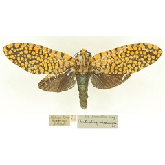 /filer/webapps/moths/media/images/S/stephania_Eulophonotus_AF_Hulsbosch.jpg