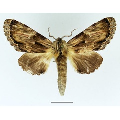 /filer/webapps/moths/media/images/C/corticicolor_Ulinella_AM_Basquin_02.jpg