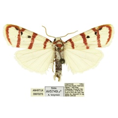 /filer/webapps/moths/media/images/F/fasciata_Cyana_AM_ANHRT.jpg