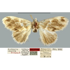 /filer/webapps/moths/media/images/I/imerina_Euproctis_HT_MNHN.jpg