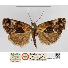 /filer/webapps/moths/media/images/M/mesomela_Lithacodia_STF_NHMUK.jpg