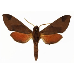 /filer/webapps/moths/media/images/C/calcareus_Afroclanis_AM_Basquin_01.jpg