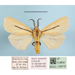 /filer/webapps/moths/media/images/S/simulans_Epilacydes_AM_MGCLa_01.JPG