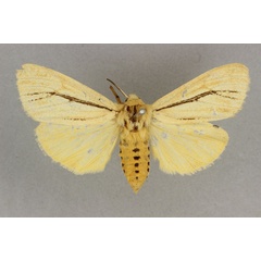 /filer/webapps/moths/media/images/L/linea_Popoudina_ST_BMNH.jpg