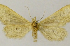 Idaea tineigidiata