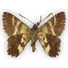 /filer/webapps/moths/media/images/H/hesperistis_Apoprogones_AM_TMSAb.jpg