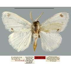 /filer/webapps/moths/media/images/B/bipuncta_Euproctis_HT_MNHN.jpg