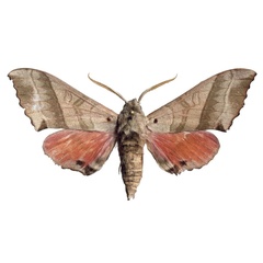 /filer/webapps/moths/media/images/G/giustii_Rufoclanis_HT_EMEMa.jpg