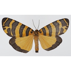 /filer/webapps/moths/media/images/P/pactolicus_Amphicallia_AM_Basquin_02.jpg