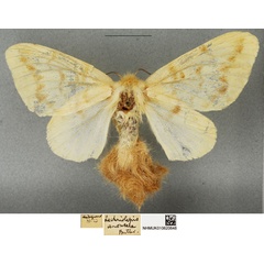 /filer/webapps/moths/media/images/A/anomala_Lechriolepis_STF_BMNH_02.jpg