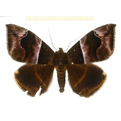 /filer/webapps/moths/media/images/D/durfa_Achaea_A_DePrins.jpg