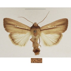 /filer/webapps/moths/media/images/P/prominens_Mythimna_AM_TMSA_02_nRa7o2B.jpg