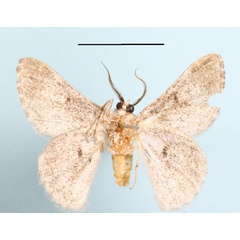 /filer/webapps/moths/media/images/T/tuckeri_Mictoschema_A_MGCLb_01.jpg