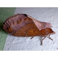 /filer/webapps/moths/media/images/B/bakeri_Streblote_A_Ajibade.jpg