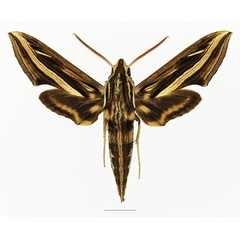 /filer/webapps/moths/media/images/G/geryon_Hippotion_AM_Basquina.jpg