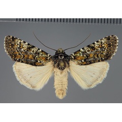 /filer/webapps/moths/media/images/O/oliveata_Agrotis_AM_Fiebig_01.jpg