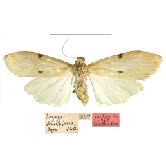/filer/webapps/moths/media/images/D/decipiens_Sozuza_LT_CMNH.jpg