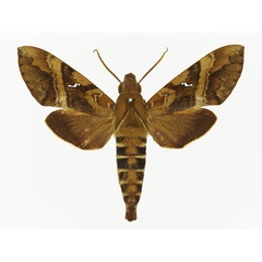 /filer/webapps/moths/media/images/D/densoi_Nephele_AM_Basquina.jpg