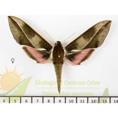 /filer/webapps/moths/media/images/M/mbiziensis_Chaerocerina_AF_SMCR_02.jpg