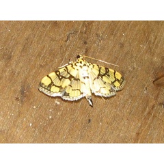 /filer/webapps/moths/media/images/C/callixantha_Pardomima_A_Goff_01.jpg