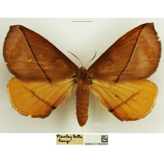 /filer/webapps/moths/media/images/C/cosima_Epijana_AF_NHMUK.jpg