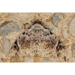 /filer/webapps/moths/media/images/A/anticalis_Metachrostis_A_Heyns.jpg