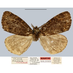 /filer/webapps/moths/media/images/M/masoala_Volana_HT_MNHN.jpg