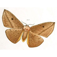 /filer/webapps/moths/media/images/I/inconspicua_Hypopyra_HT_Herrich-Schaeffer_49-123.jpg